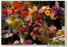 Barcelona, Blumenladen auf der Rambla (floristería en la Rambla)