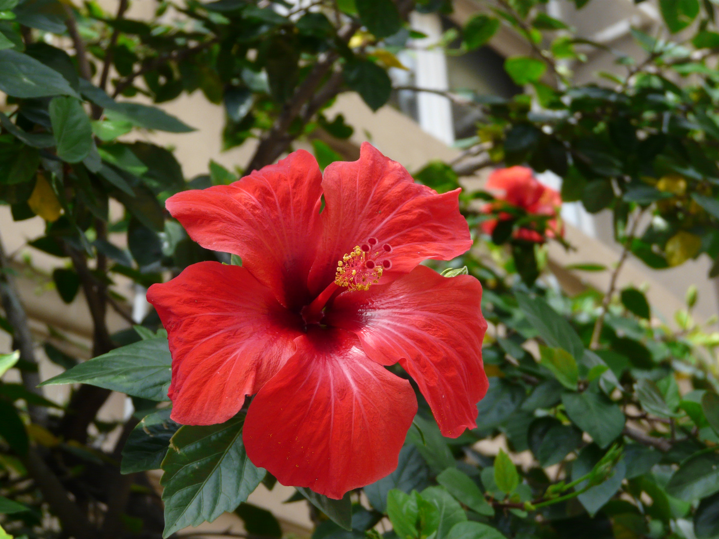 Barcelona - der Hibiskus blüht