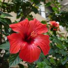 Barcelona - der Hibiskus blüht