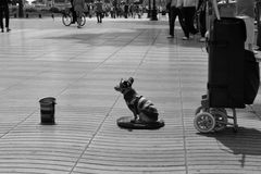 Barcelona, Hund