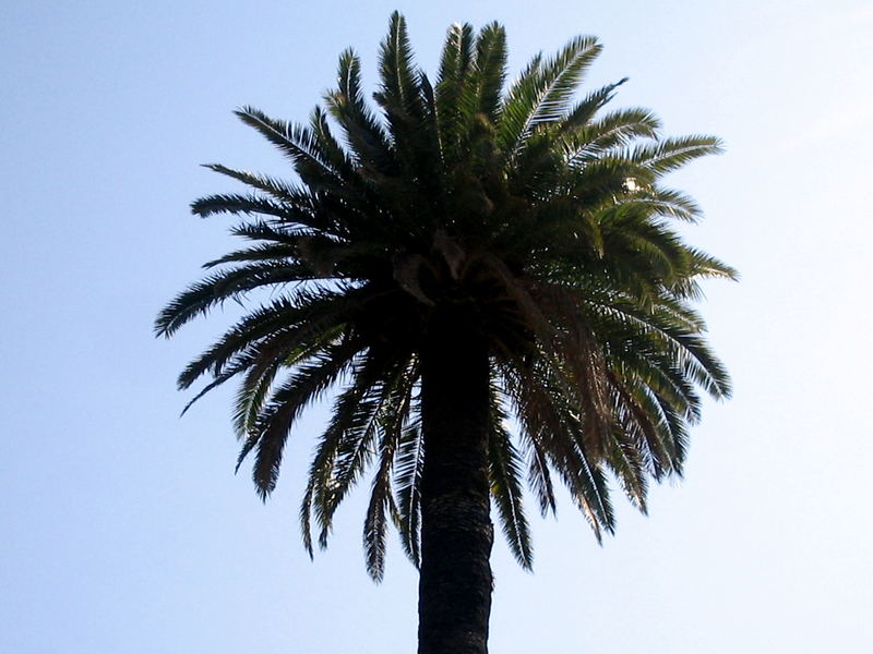 Barcelona Palmtree