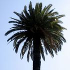 Barcelona Palmtree