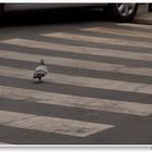 Barcelona, sicher über die Straße (cruzar la calle seguramente)