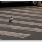 Barcelona, sicher über die Straße (cruzar la calle seguramente)