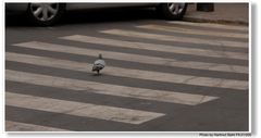 Barcelona, sicher über die Straße (cruzar la calle seguramente)