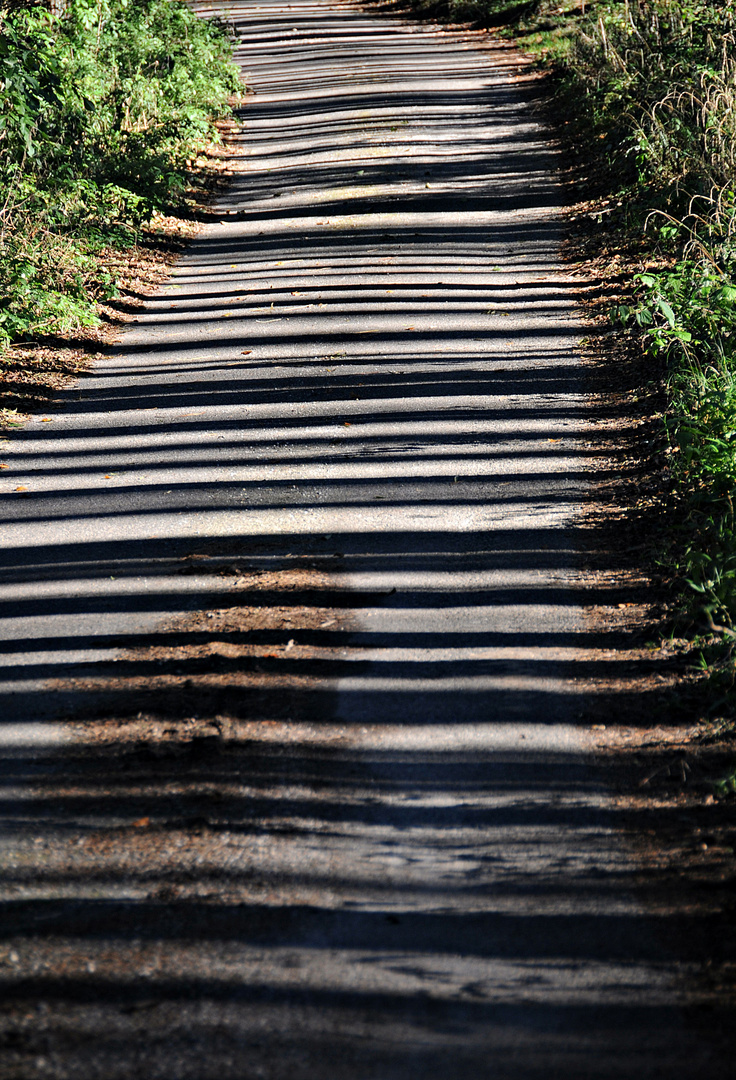 Barcode im Wald