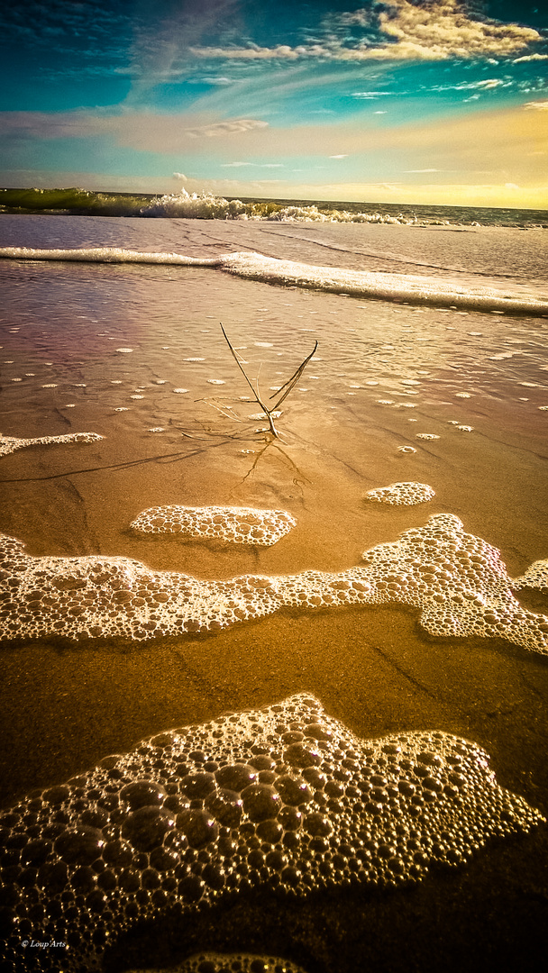 bard de mer en automne 