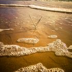 bard de mer en automne 