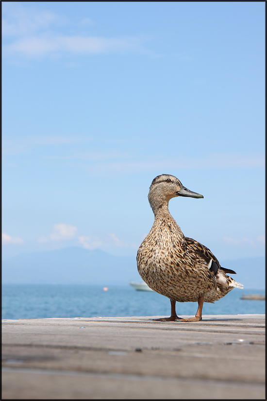 Bardolino Ente