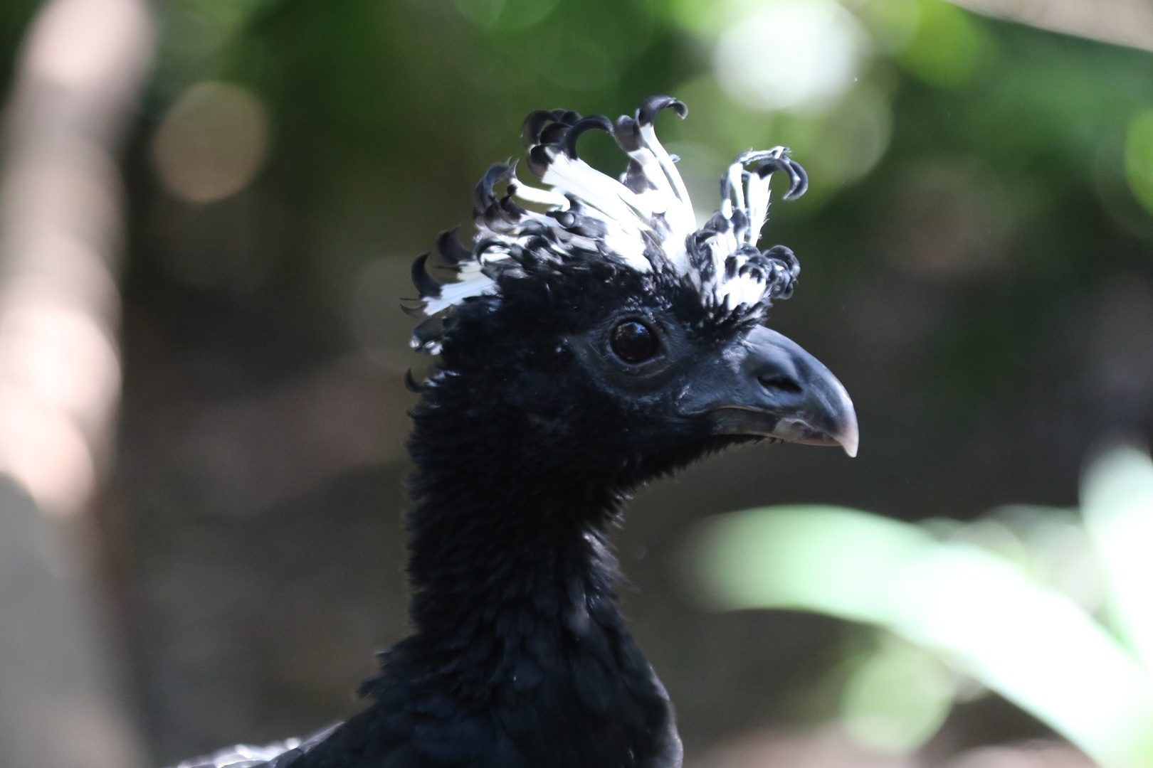 Bare-faced curassow