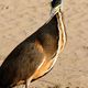 Bare Throated Tiger Heron