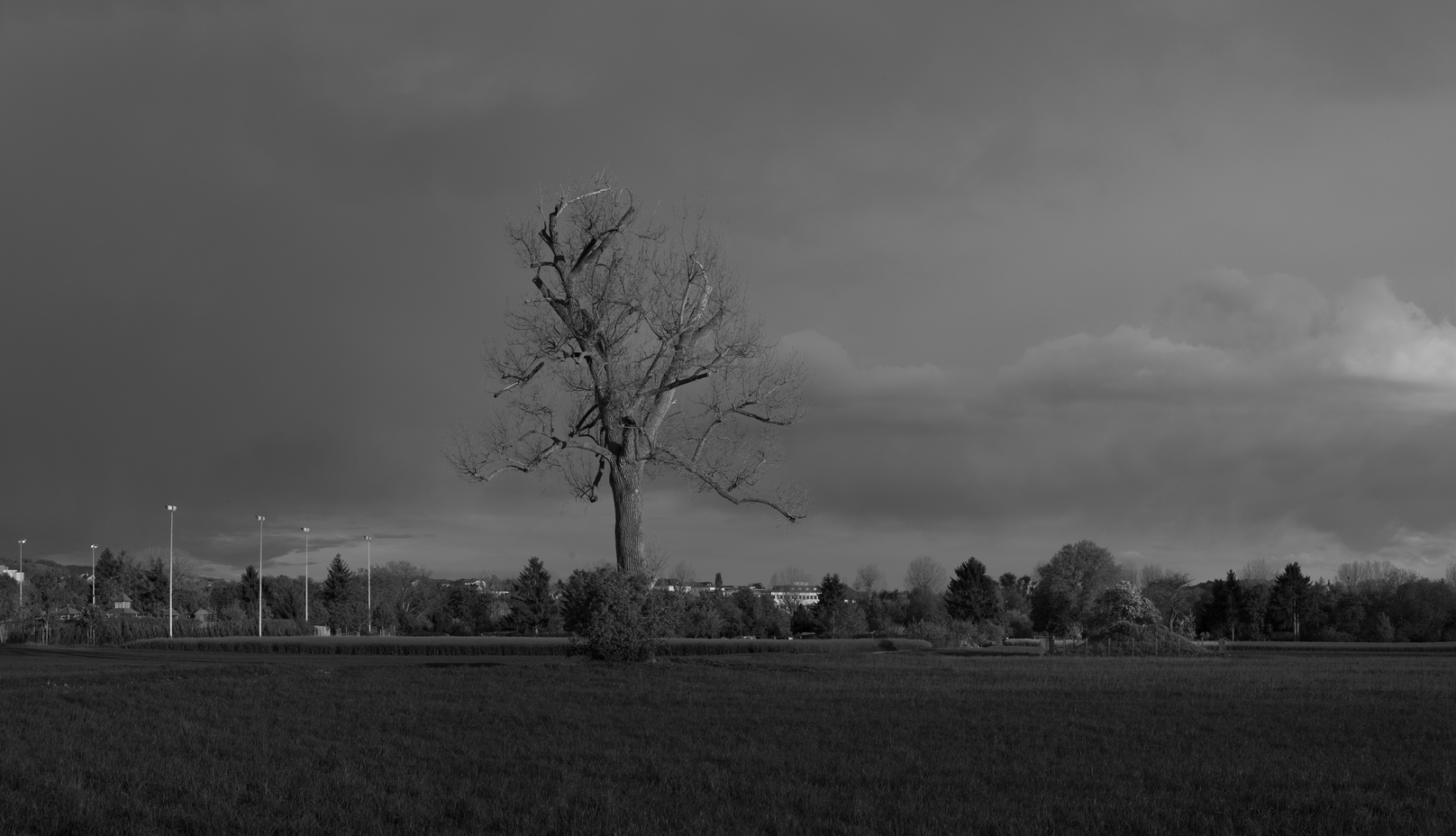 Bare Tree 1