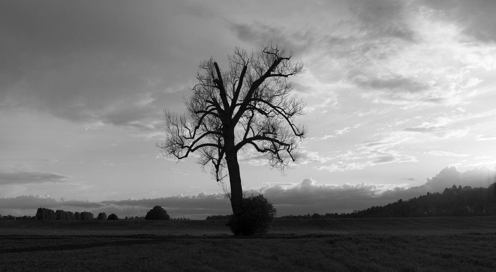 Bare Tree 2