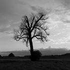 Bare Tree 2