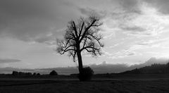 Bare Tree 2