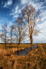 bare trees 2