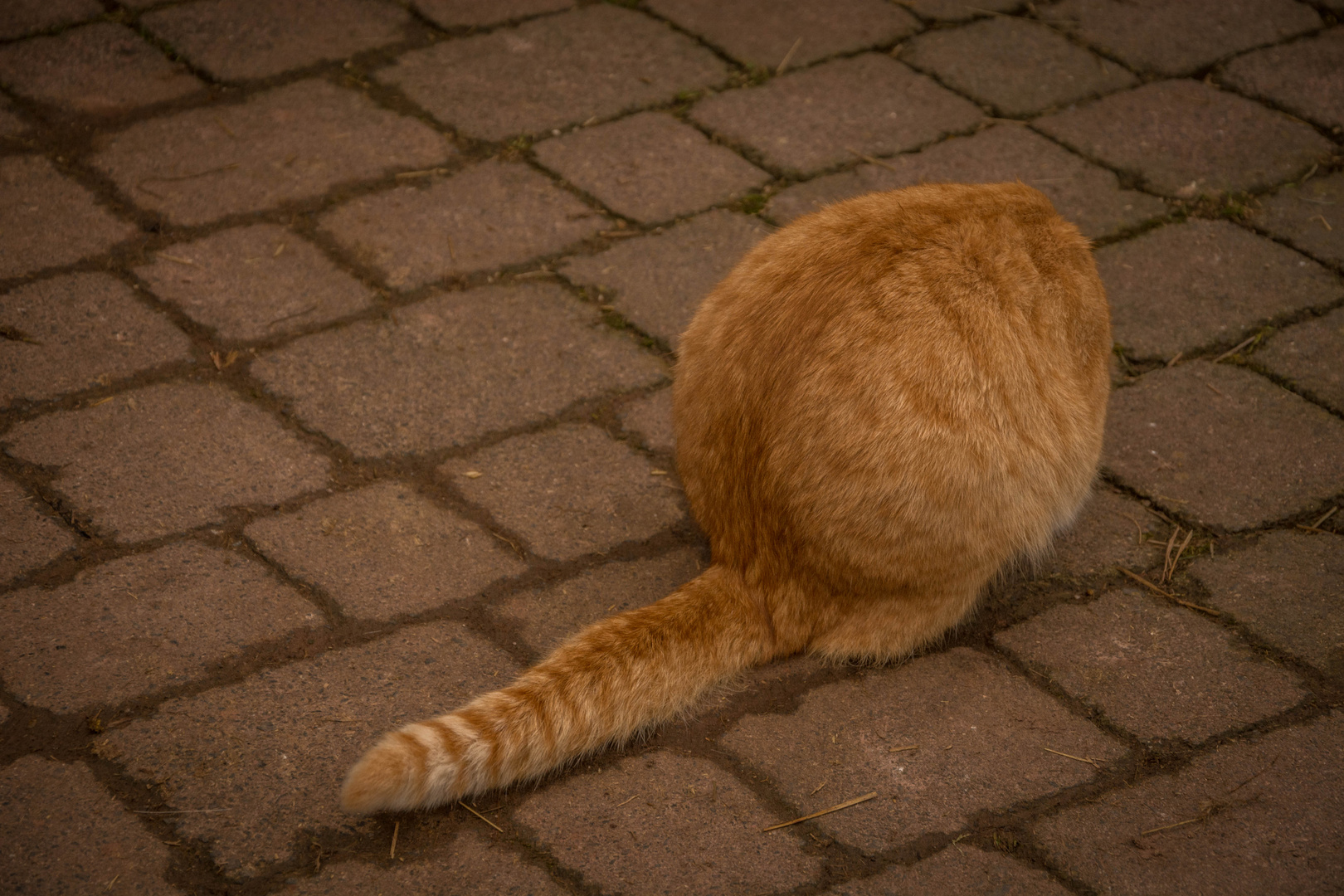 bareheaded cat