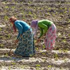 Barfüßige Bäuerinnen bestellen das Feld, Birecik - Türkei 