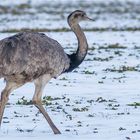 … Barfuß durch den Schnee …