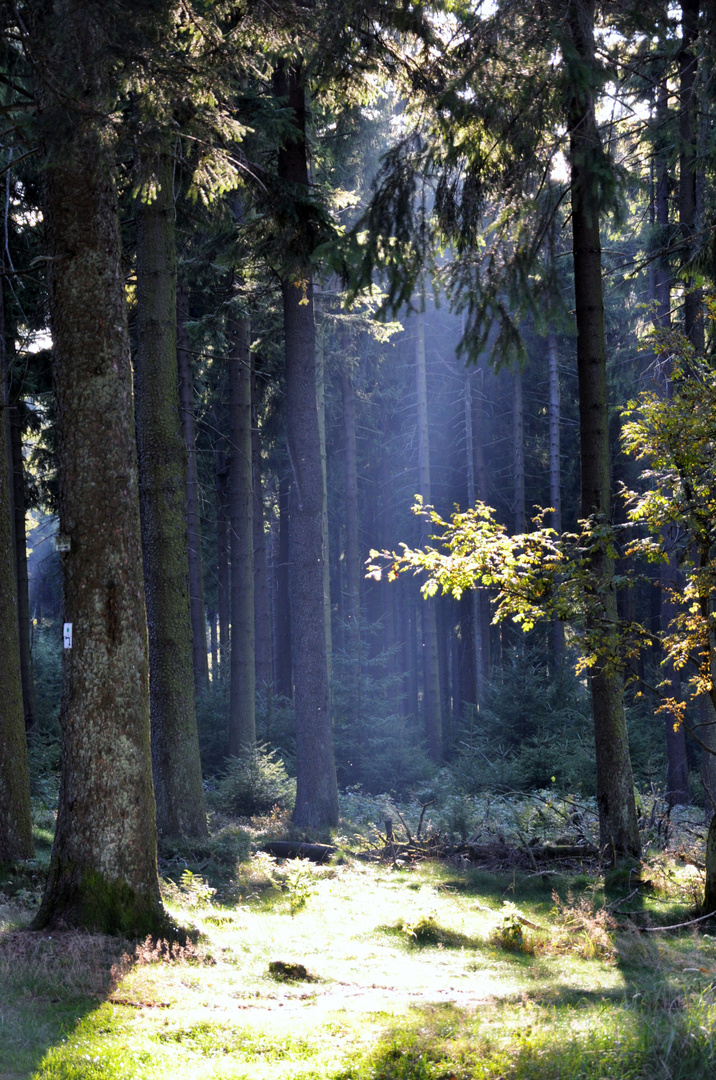 Barfuß gehen Seelen ihren Weg ins Licht .......