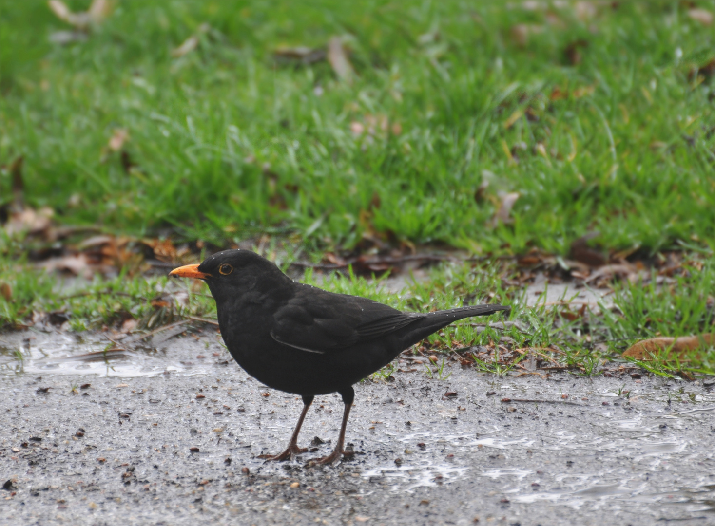 Barfuss im Regen