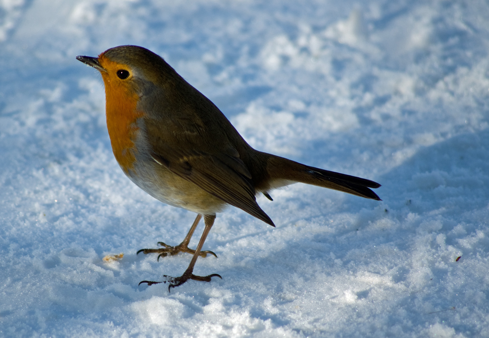 Barfuss im Schnee