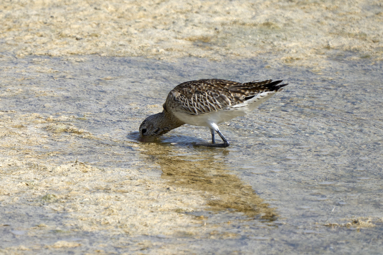 Barge marbrée (Marbled godwit)