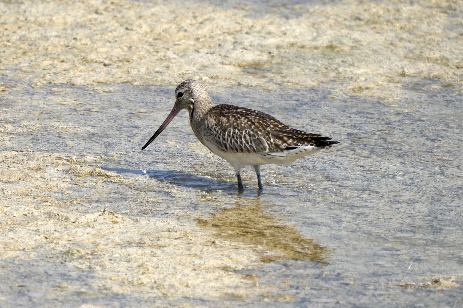 Barge marbrée (Marbled godwit)