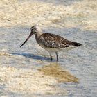 Barge marbrée (Marbled godwit)