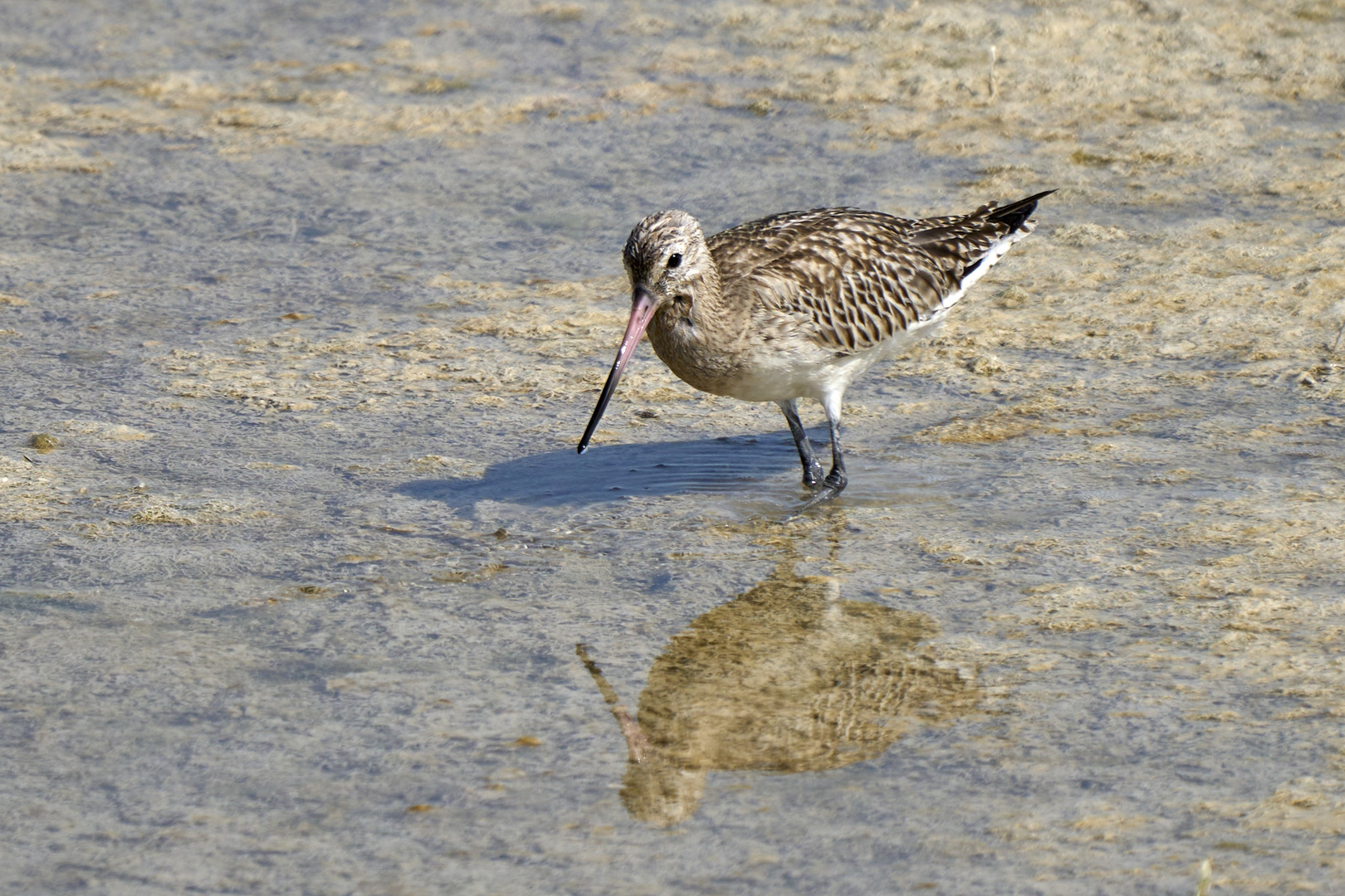 Barge marbrée (Marbled godwit)