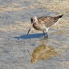 Barge marbrée (Marbled godwit)