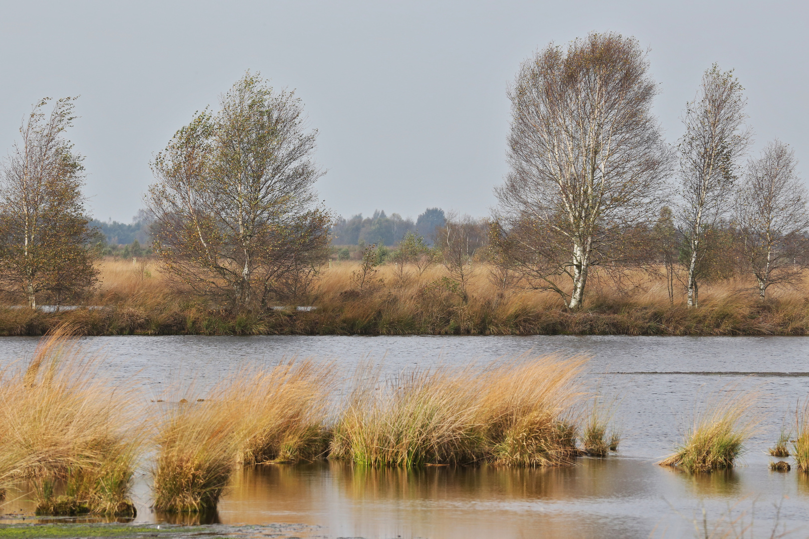 Bargerveen (2014_10_15_EOS 6D_7024_ji)