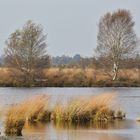 Bargerveen (2014_10_15_EOS 6D_7024_ji)