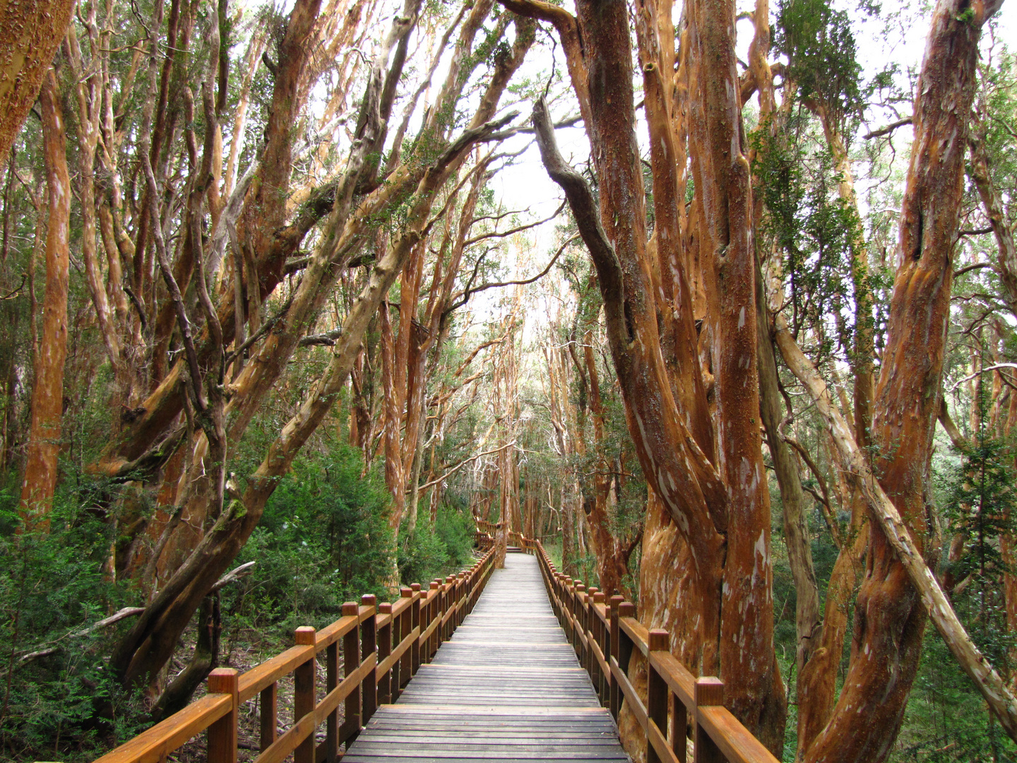 Bariloche - Bosque de Arrayanes - Argentina