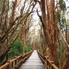 Bariloche - Bosque de Arrayanes - Argentina