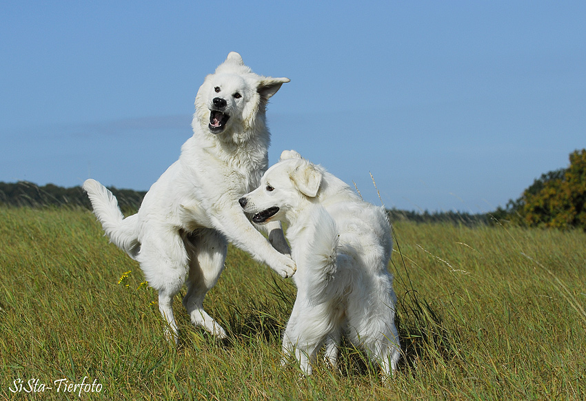 Barim und Luna 2