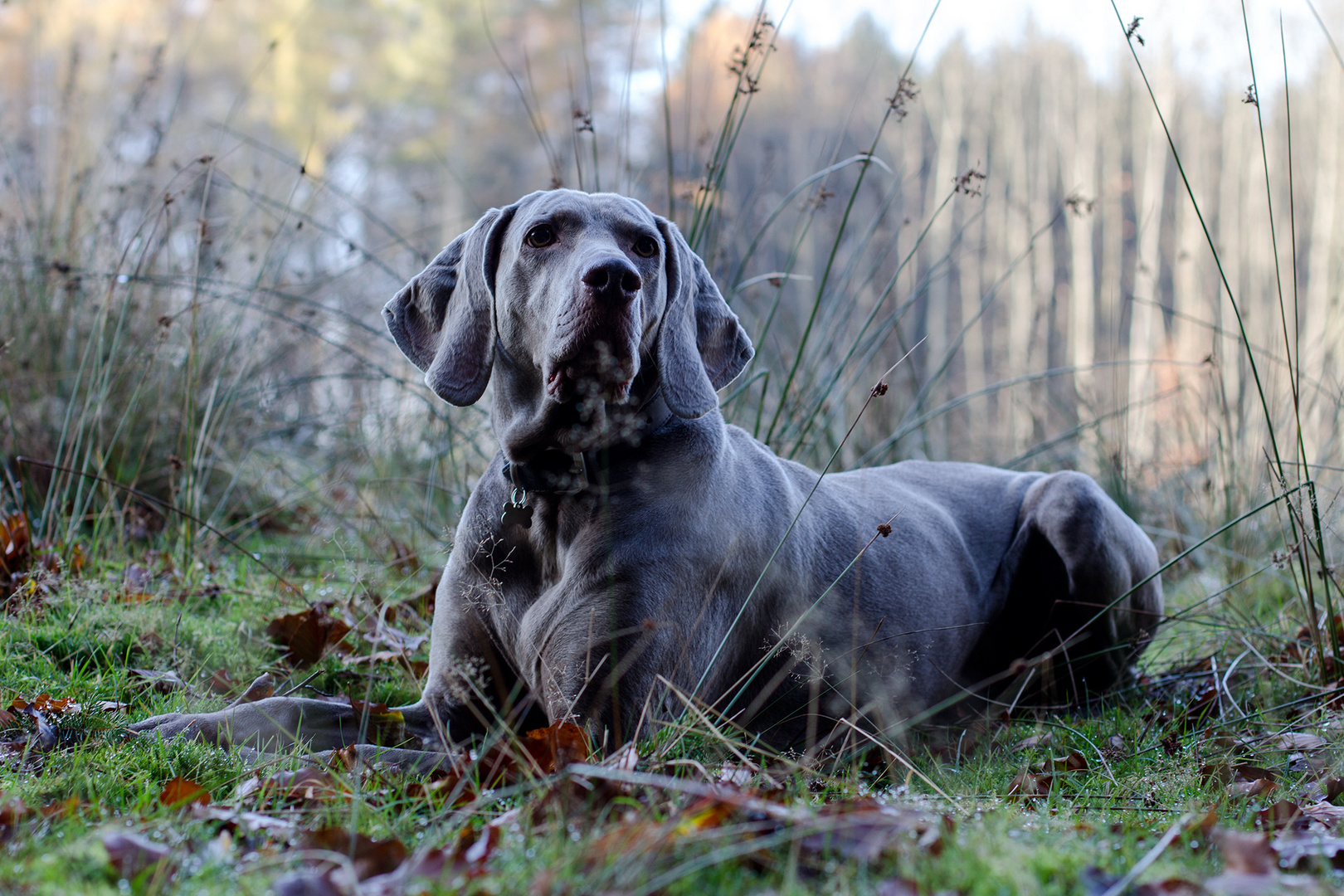 Barina, die edle Weimaranerin