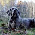 Barina, die edle Weimaranerin