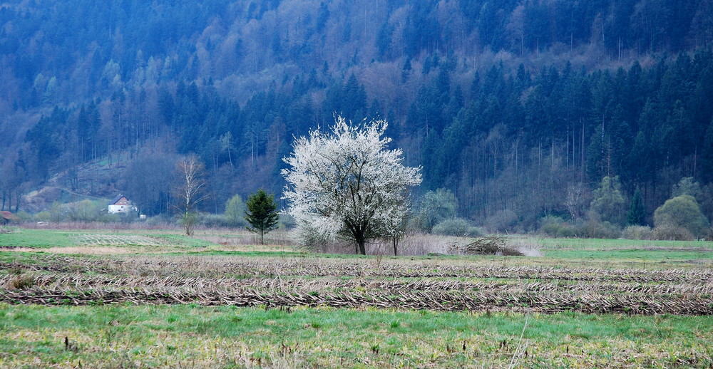 barje - Vrhnika