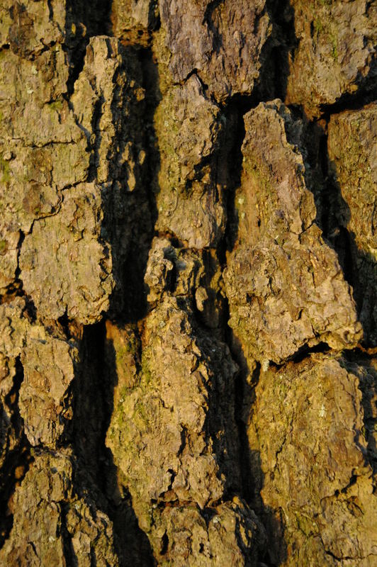 Bark