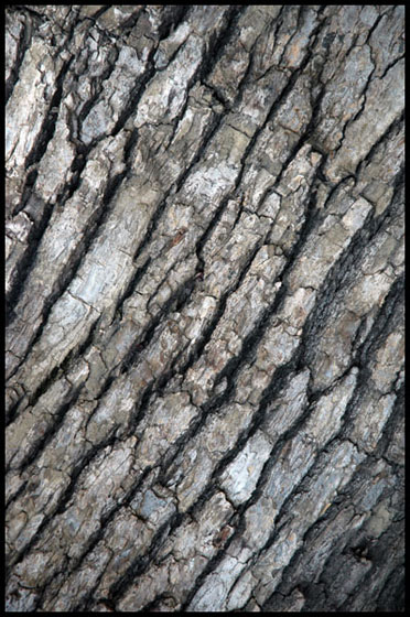 BARK