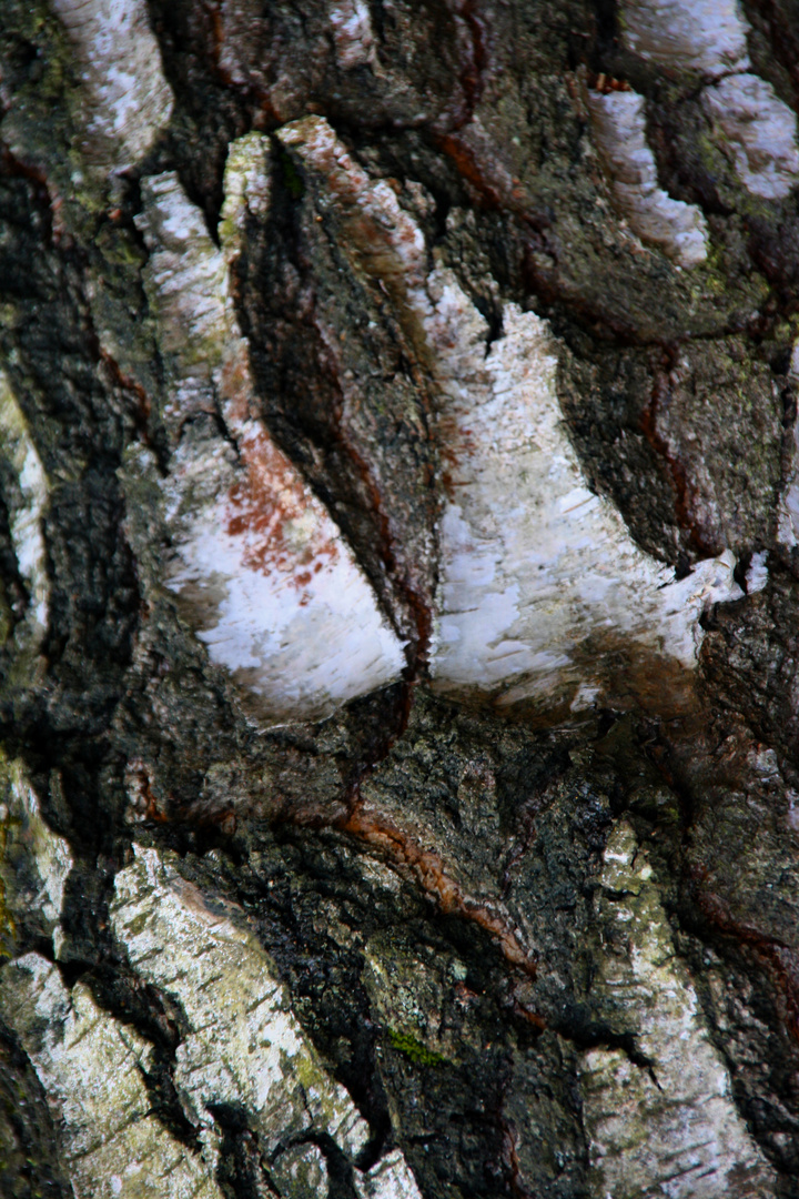 Bark Abstract