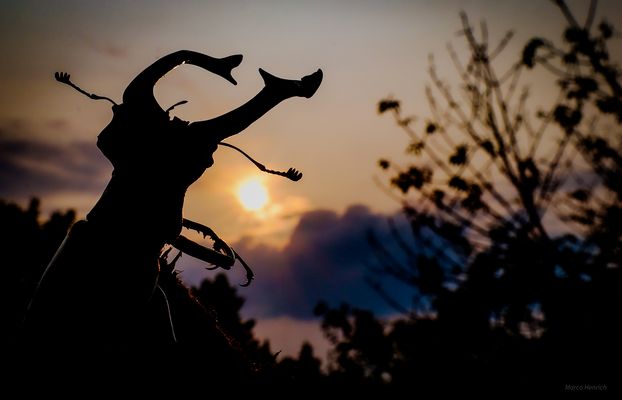 Bark at the moon.....