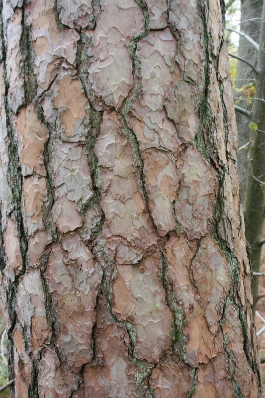 bark