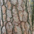 bark