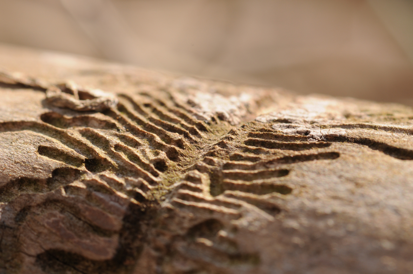 bark beetles