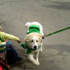 Bark if You're Irish