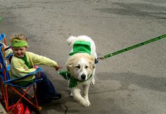 Bark if You're Irish