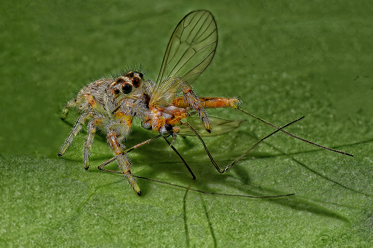 Bark jumping spider