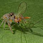 Bark jumping spider